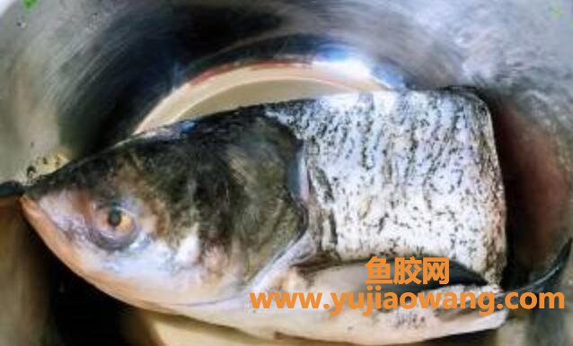 (长期吃鱼胶原蛋白)鱼身上的此物是个宝,强健骨骼还美容健脑,常吃能 (长期吃鱼胶原蛋白)鱼身上的此物是个宝,强健骨骼还美容健脑,常吃能