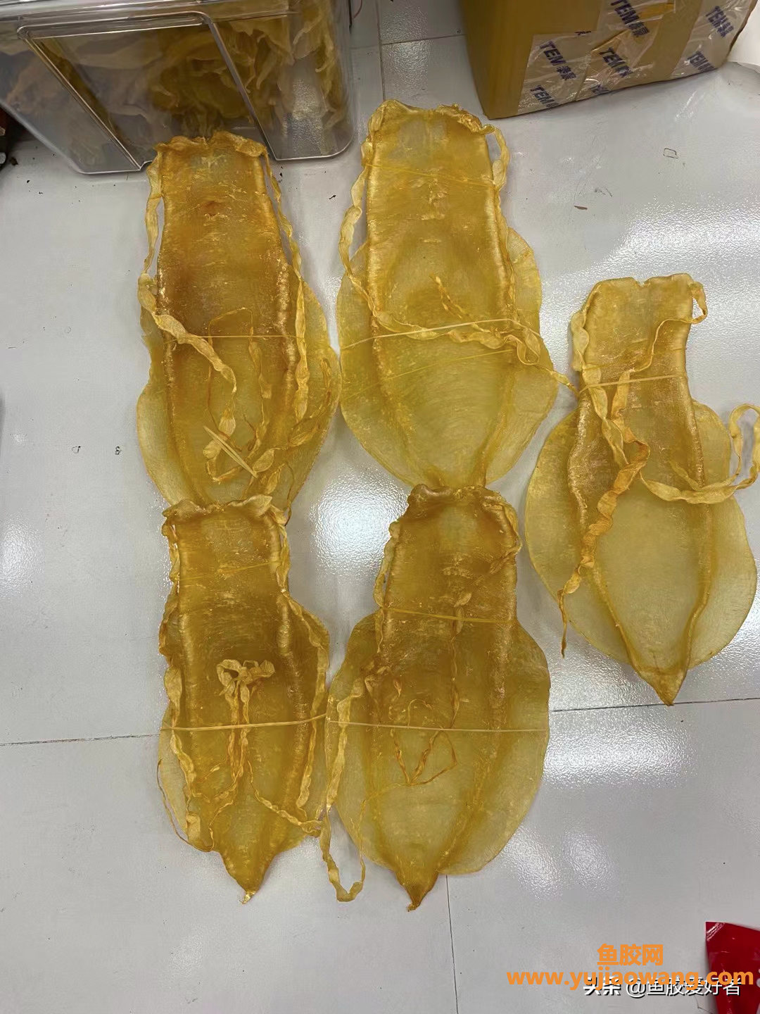 (金钱鮸鱼胶100克价格)鱼胶越厚就越好吗_这么薄，却是最贵的鱼胶之一