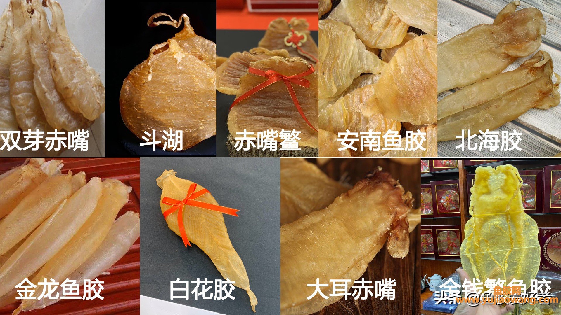 (金钱鮸鱼胶100克价格)鱼胶越厚就越好吗_这么薄，却是最贵的鱼胶之一