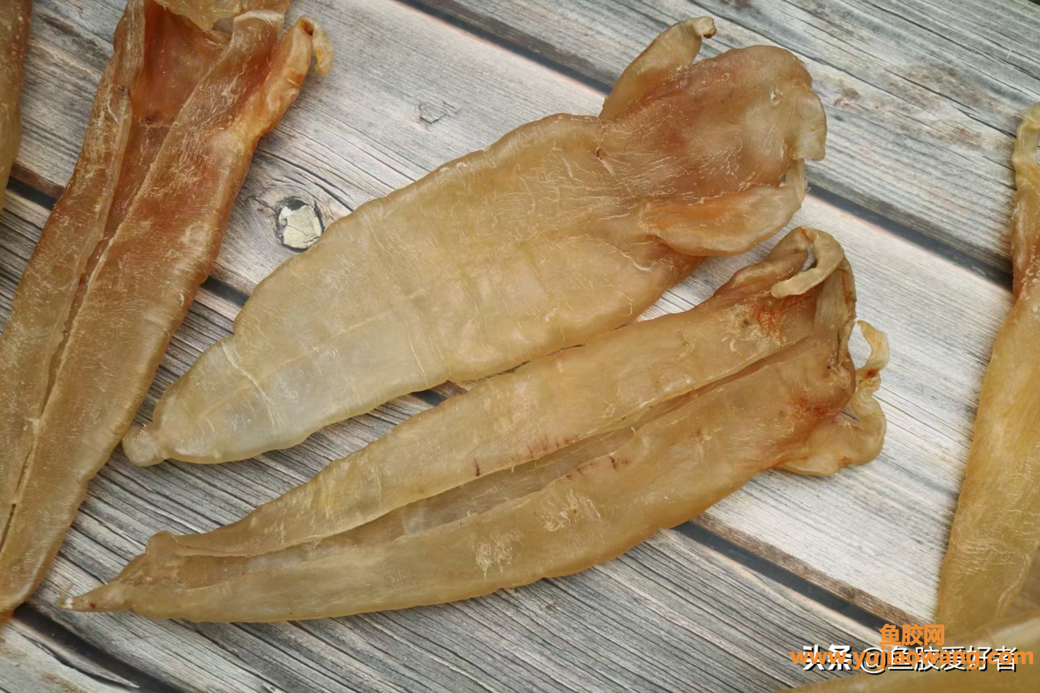 (金钱鮸鱼胶100克价格)鱼胶越厚就越好吗_这么薄，却是最贵的鱼胶之一