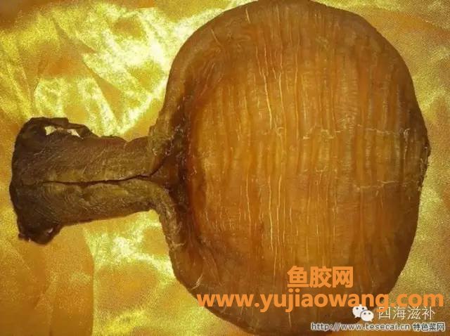 (那些国家有黄唇鱼胶)不同种类鱼胶的功效之10--金钱鳘鱼胶--鱼胶之王