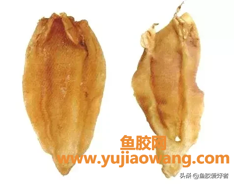 (苏里南哪盛产鱼胶)鱼胶小课堂(第十二期)_鱼胶界的新晋“明星”--北海 (苏里南哪盛产鱼胶)鱼胶小课堂(第十二期)_鱼胶界的新晋“明星”--北海