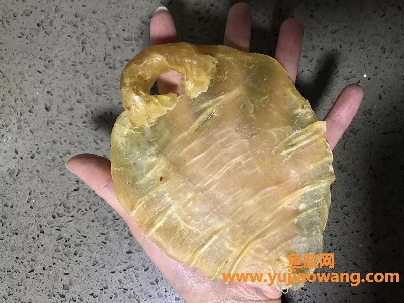 (红鸡赤嘴鱼胶能调宫寒吗)家有3星米其林_新生妈咪教你怎样做花胶才最