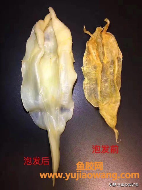 (百利鱼胶片怎么泡)鱼胶泡发疑难问题都在这里，水发、蒸发、油发有什