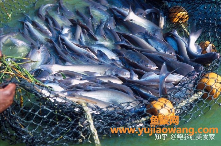 (泰国佐罗鱼胶图片)大门楼鲍参肚_巴沙胶=合成胶_这样的花胶白送都白送 (泰国佐罗鱼胶图片)大门楼鲍参肚_巴沙胶=合成胶_这样的花胶白送都白送
