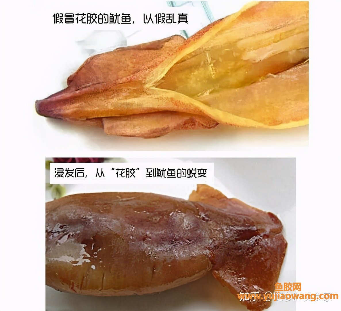 (泰国佐罗鱼胶图片)大门楼鲍参肚_巴沙胶=合成胶_这样的花胶白送都白送 (泰国佐罗鱼胶图片)大门楼鲍参肚_巴沙胶=合成胶_这样的花胶白送都白送