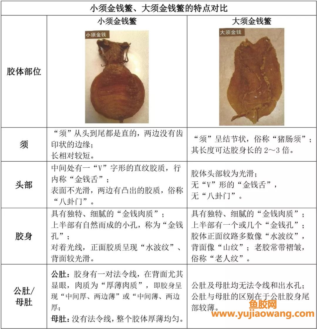 (有两根小须是金钱鳘鱼胶吗)鱼胶小课堂(第五期)_“鱼胶之王”我只服金