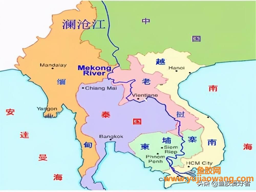 (怎么辨别鱼胶肉质厚)「收藏版」斗湖胶_市场火爆的神仙鱼胶,一篇带 (怎么辨别鱼胶肉质厚)「收藏版」斗湖胶_市场火爆的神仙鱼胶,一篇带
