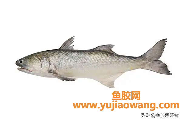 (怎么辨别鱼胶肉质厚)「收藏版」斗湖胶_市场火爆的神仙鱼胶,一篇带 (怎么辨别鱼胶肉质厚)「收藏版」斗湖胶_市场火爆的神仙鱼胶,一篇带