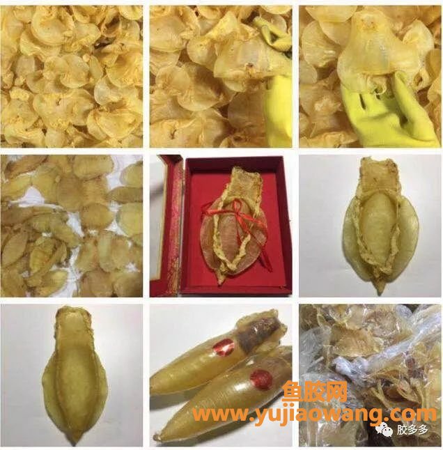 (怀孕两个月可以吃鱼胶吗)怀孕妈妈可以吃鱼胶吗_坐月子如何吃鱼胶-