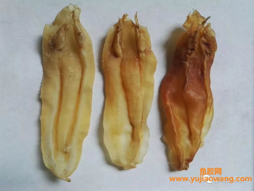 (孕妇吃鱼胶的最佳时间)怀孕怎么吃鱼胶最好及功效作用