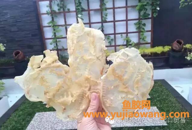 (孕妇吃鱼胶的最佳时间)什么人吃鱼胶最好_