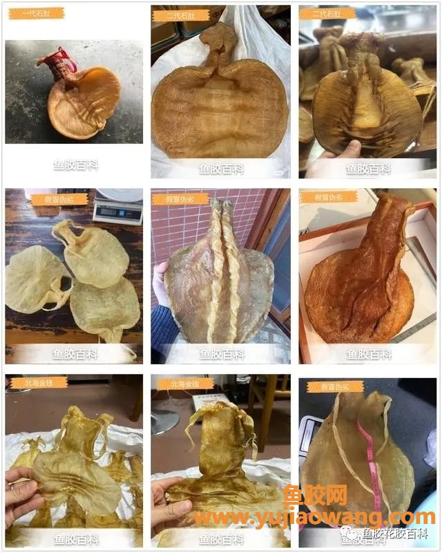 (大须金钱鳘鱼胶产地)鱼胶科普篇之《金钱鳘鱼胶(大须金钱胶)》