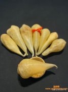 (什么鱼胶腥味最小)花胶中的爱马仕_白花胶的品种之分，如何区