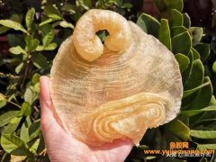 (为什么鱼胶越大效果越好)鱼胶越厚就越好吗_这是个误区