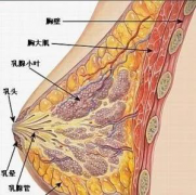 (丰胸鱼胶原蛋白肽排行榜)太爱肽鳕鱼胶原蛋白肽，坚持美丽加