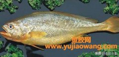 (金龙鱼胶是什么鱼)「鱼胶合集」鱼胶之金龙胶鱼种大黄鱼的资
