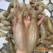 (蜘蛛鱼胶是什么鱼鳔)什么才是纯野生正宗的蜘蛛胶