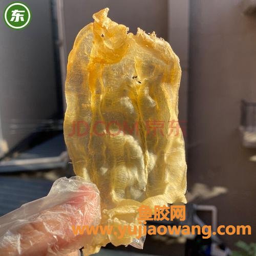 花胶公(公胶好还是母胶好)