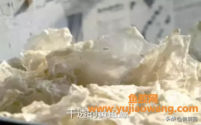 (黄鱼胶能不能治好萎缩性胃炎)【鲁班材料】一种东方的神秘力量，粘合