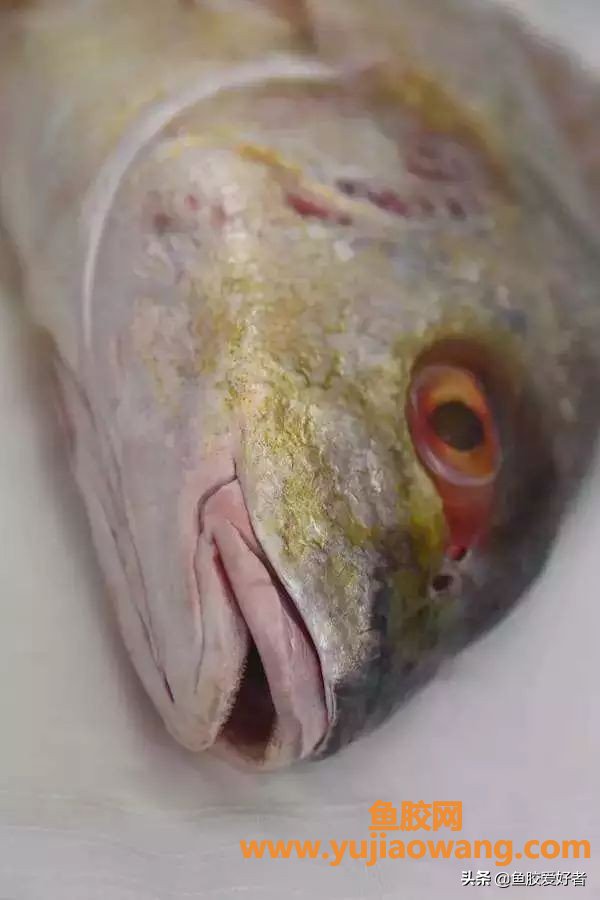(鱼胶哮喘可以吃吗)超级珍贵的白花胶，原来出自这种鱼，涨见识了
