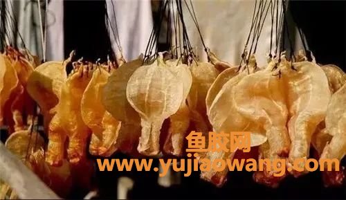 (陈年老斗湖鱼胶的功效)为什么说“陈年鱼胶赛黄金”,陈年鱼胶到底有 (陈年老斗湖鱼胶的功效)为什么说“陈年鱼胶赛黄金”,陈年鱼胶到底有