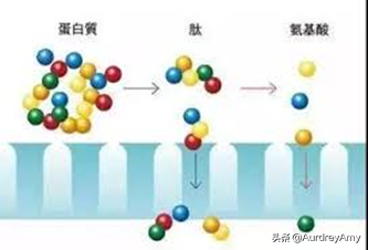 (胶原蛋白鱼胶猪胶)吃猪蹄、猪皮、花胶补充胶原蛋白真的靠谱吗_ (胶原蛋白鱼胶猪胶)吃猪蹄、猪皮、花胶补充胶原蛋白真的靠谱吗_