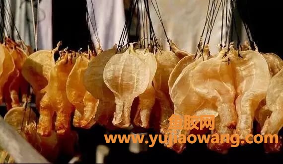 (干的鱼胶放冰箱冷冻)鱼胶的保质期是多久_放得越久就越好吗_