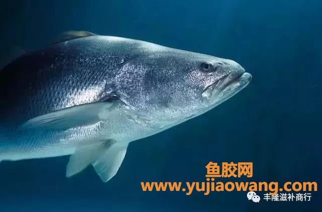 (大须金钱鳘鱼胶产地)大须金钱鳘鱼胶的药用价值