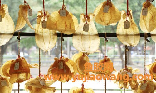 (为什么鱼胶越大效果越好)[值得分享]鱼胶的基本知识介绍问答