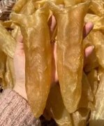阿胶和花胶可以一起吃吗(补气养血美容吃阿胶还是鱼胶,有牌子