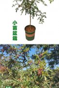 花胶树(花胶树胶药效)