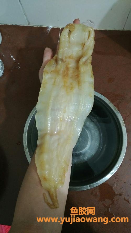 花胶的保存(花胶如何保存)