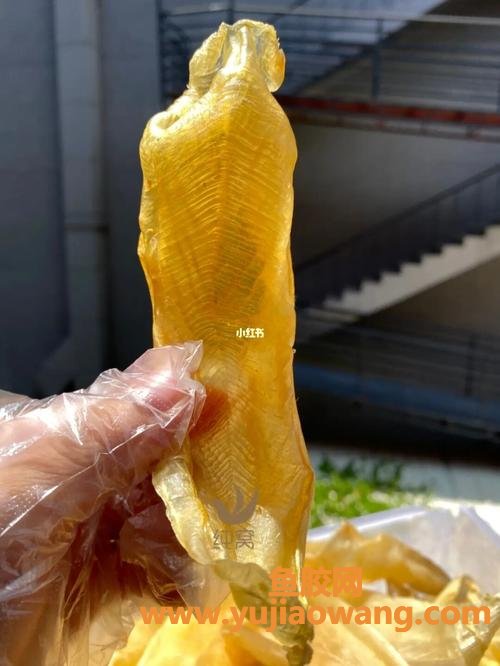 花胶怎么挑(花胶怎么挑选,会不会有假的)