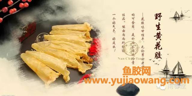 (鱼胶是什么病最好)鱼胶炖得好可以治百病!