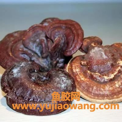 (鳕鱼胶炖牛奶的做法大全)手把手教你炖花胶,这几个食谱你一定要试试 (鳕鱼胶炖牛奶的做法大全)手把手教你炖花胶,这几个食谱你一定要试试