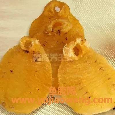 (鳕鱼胶炖牛奶的做法大全)手把手教你炖花胶,这几个食谱你一定要试试 (鳕鱼胶炖牛奶的做法大全)手把手教你炖花胶,这几个食谱你一定要试试