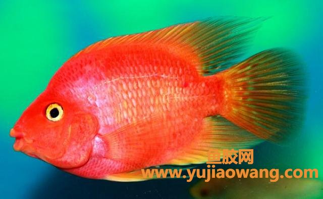 花胶和普通的鱼泡(鱼肚和鱼泡的区别?) 花胶和普通的鱼泡(鱼肚和鱼泡的区别?)