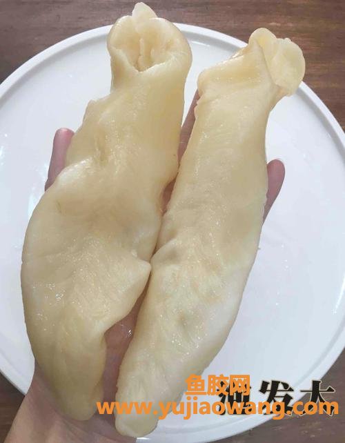 鱼胶是花胶吗(鱼胶跟花胶有什么不一样)