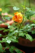 花胶鸡汤要放南瓜吗 花胶南瓜汤的做法大全