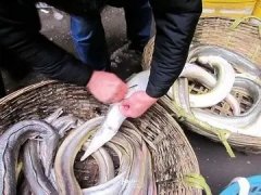 鸡爪红枣炖花胶 花胶炖什么最好和滋补
