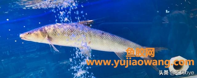 花胶浸泡完怎么保存 花胶浸泡方法 花胶浸泡完怎么保存 花胶浸泡方法