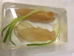 国内花胶泡双氧水加工 用双氧水做起泡胶