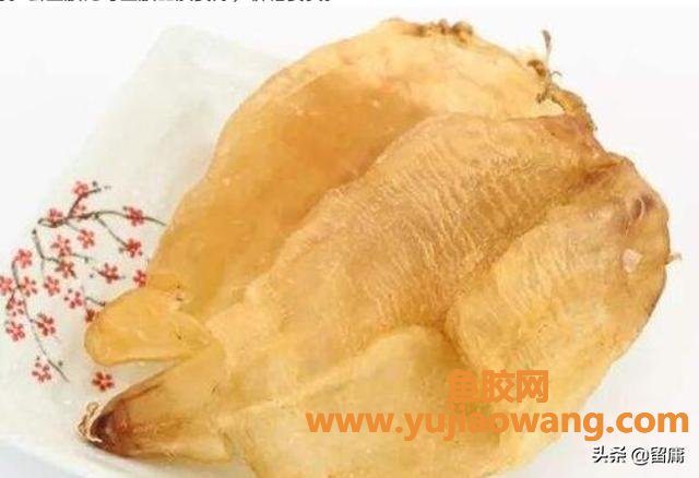 如何识别南非花胶 南非花胶是什么胶 如何识别南非花胶 南非花胶是什么胶
