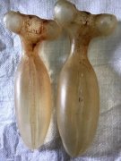 红枣焖花胶 红枣炖花胶