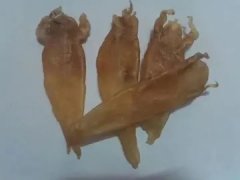 龙骨花胶海带汤的做法 海带花胶排骨汤的做法