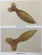 5岁 花胶 5岁能吃花胶吗