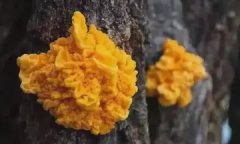 经期为什么不能吃花胶 经期为什么不能吃花胶