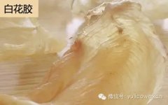 花胶煮粥做法大全 花胶煲粥的做法大全
