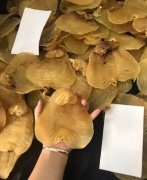 猪心炖花胶什么功效与作用 猪骨炖花胶有什么功效